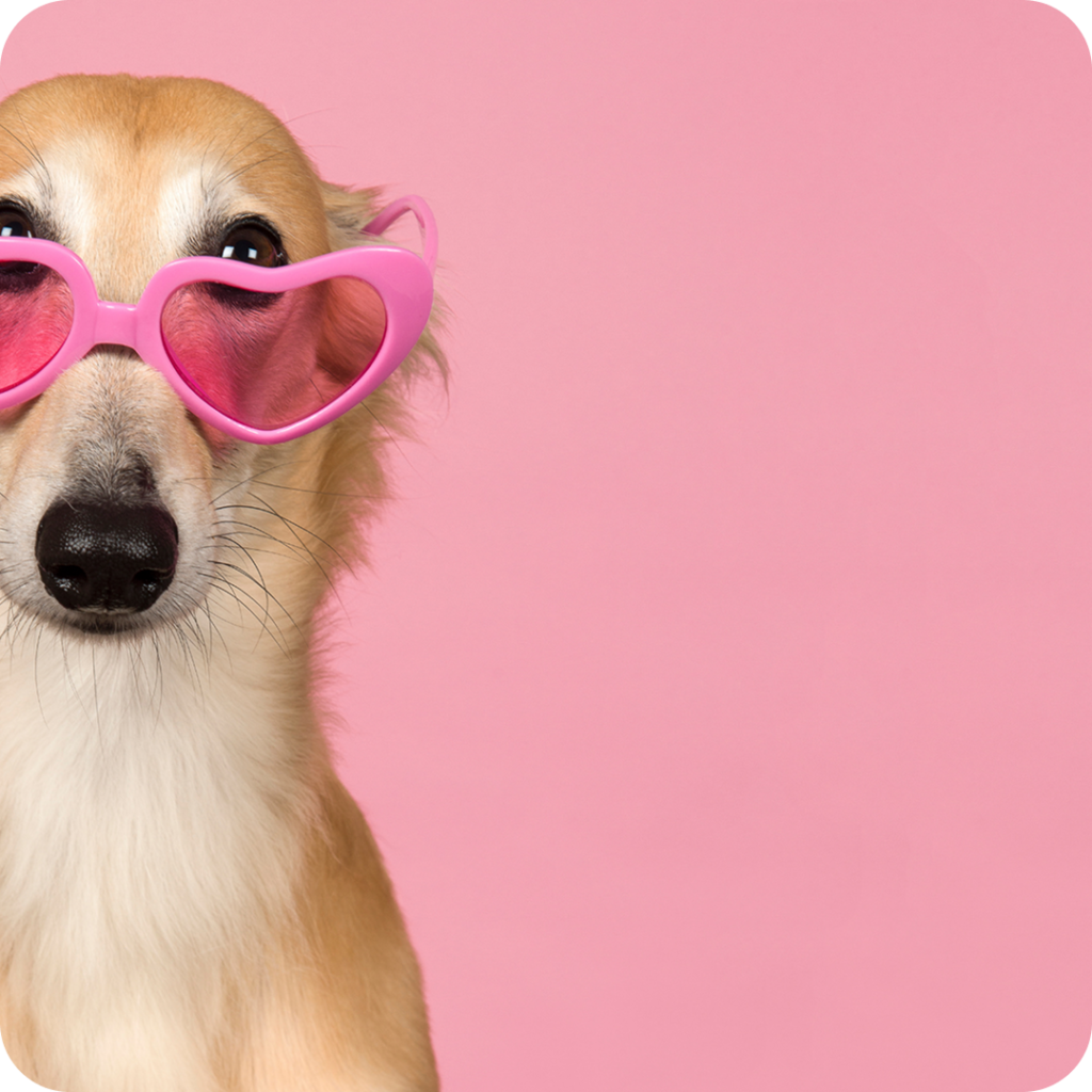 Cachorro-2